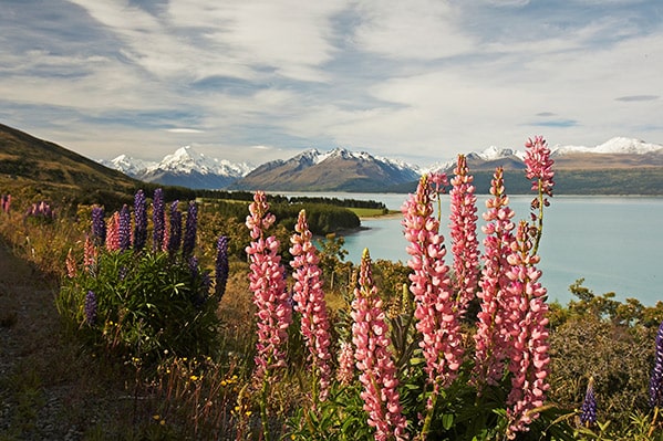 Kakapo Day 14 - Mount Cook