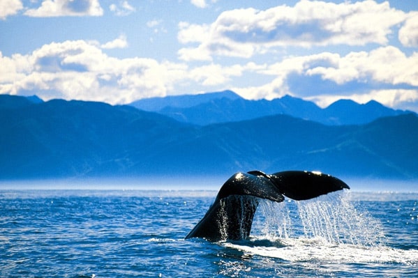 Kaikoura Sperm Whale