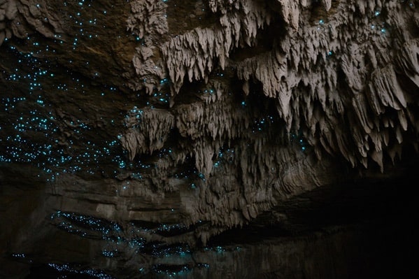 New Zealand Glow worms