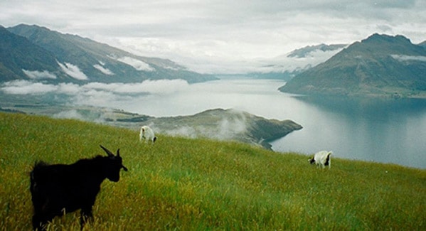 Goats overlooking Lake Wanaka