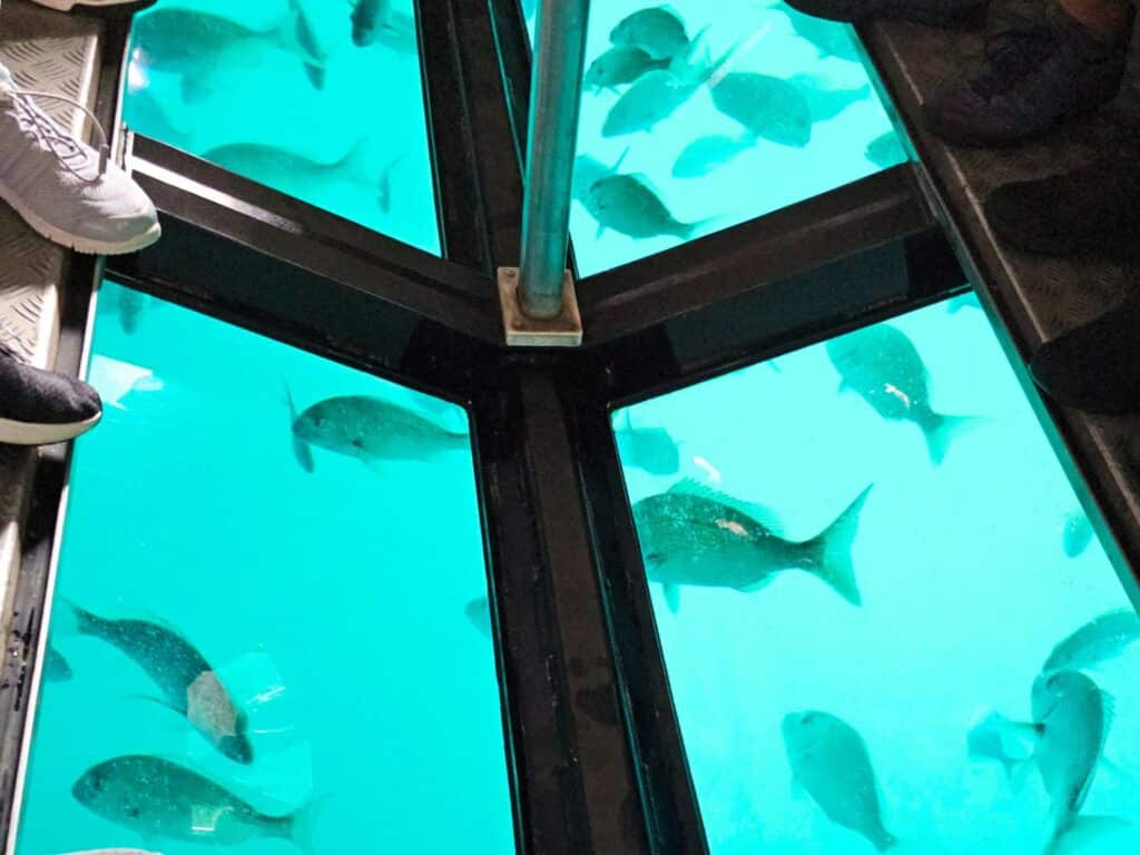 See fish through the glass bottom boat at Cathedral Cove