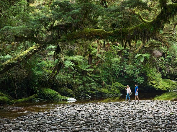 Native forest and river in Kahurangi National Park - Julian Aspse
