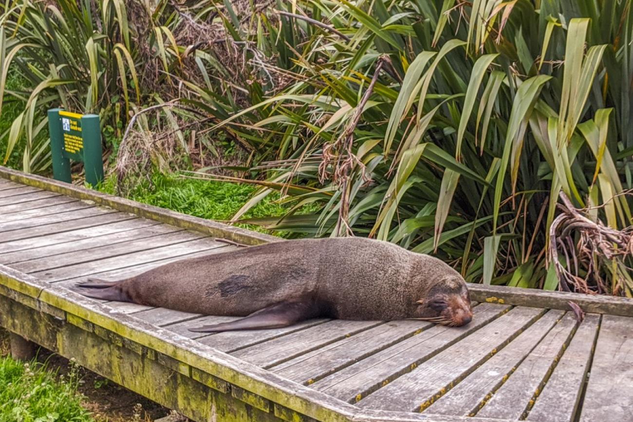 New Zealand Fur Seal in Kaikoura