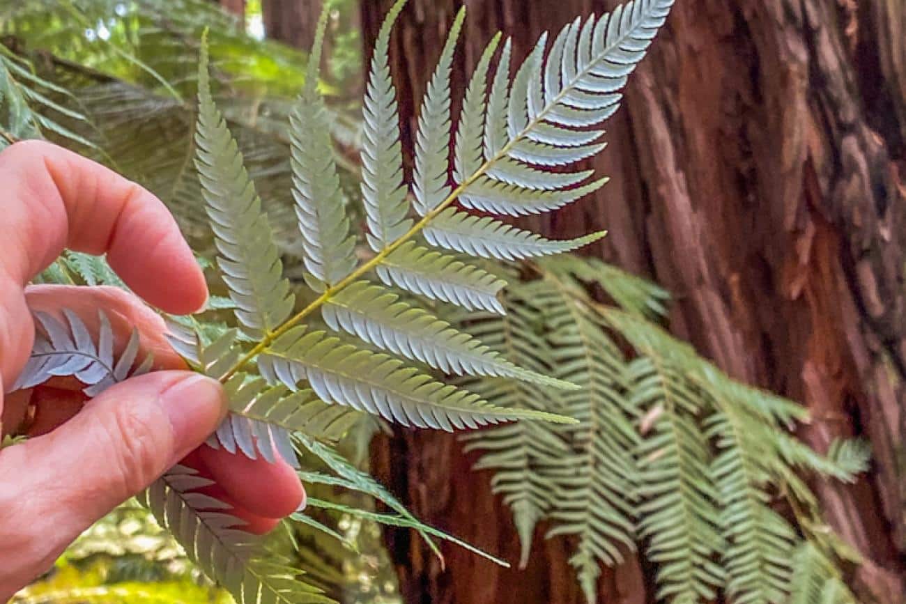 Silver Fern in the Redwood Forest