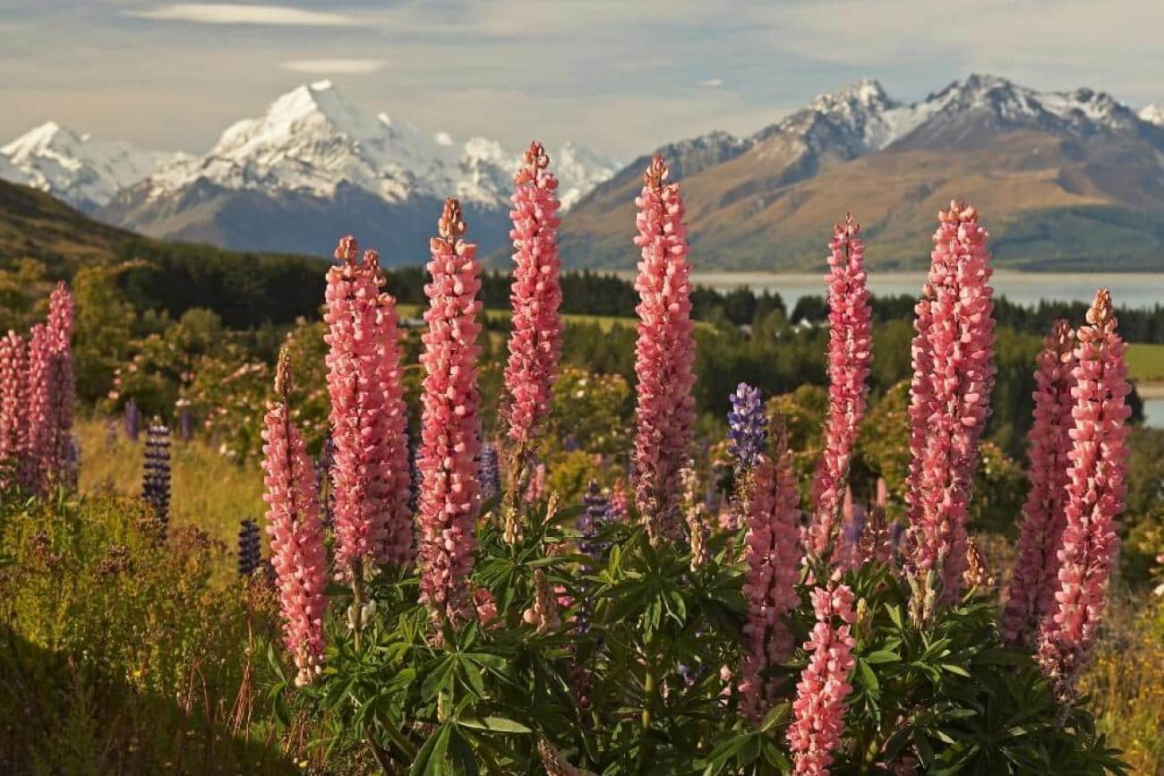 Lupins in the Mt Cook High Country