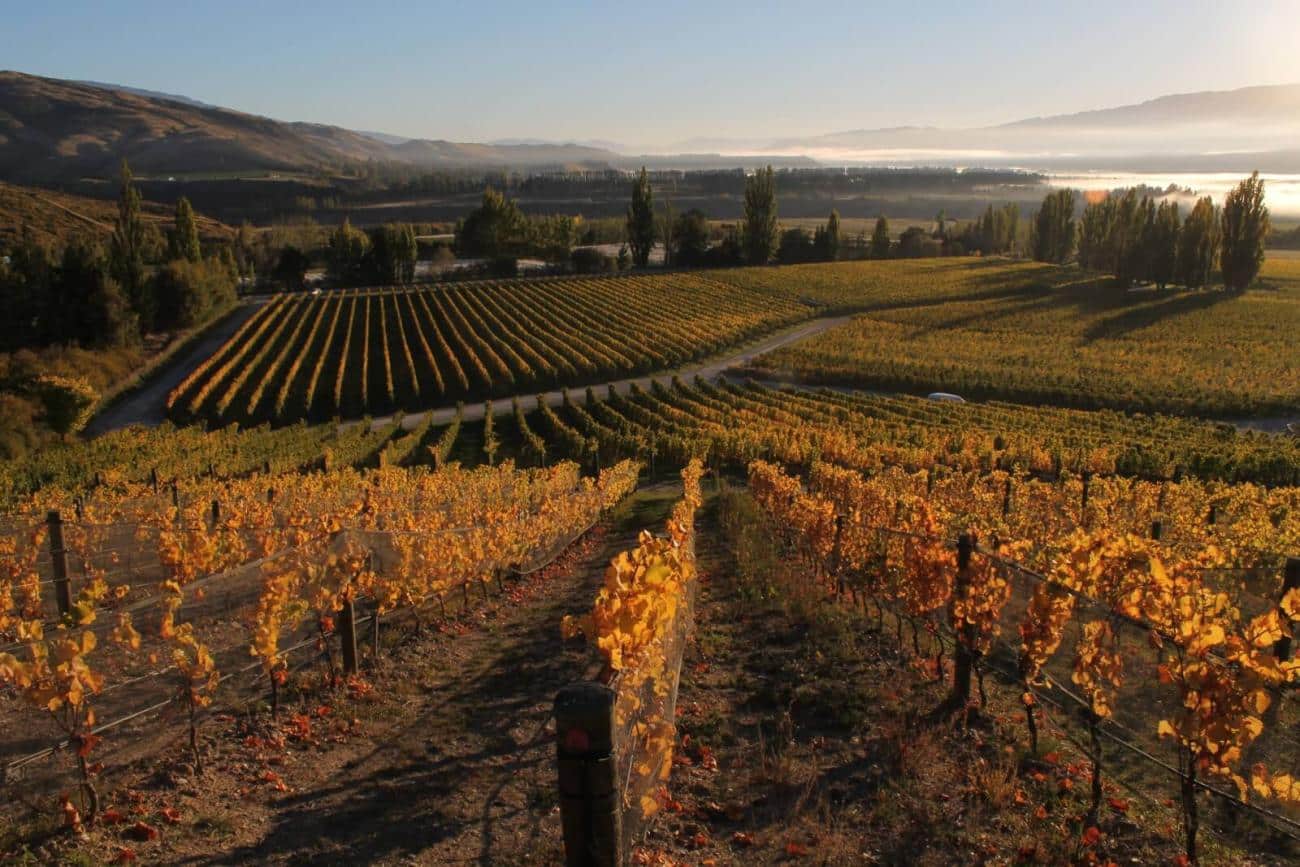 Harvest time in a Central Otago vineyard