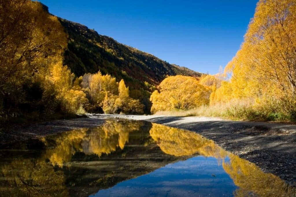 Willow trees along the Arrow River in April