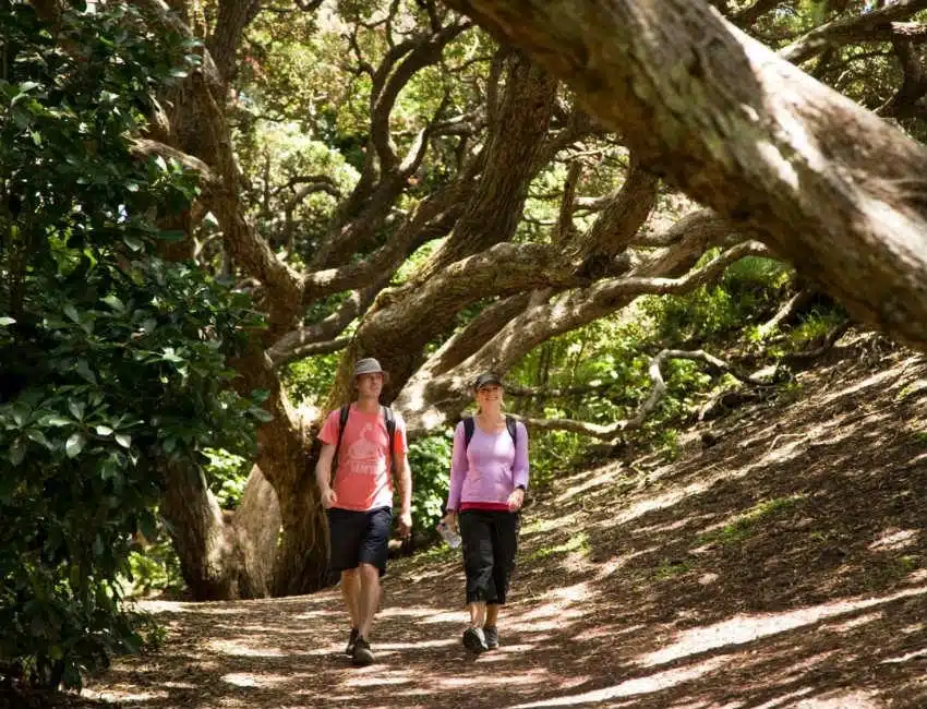 Waitakere Ranges, Auckland