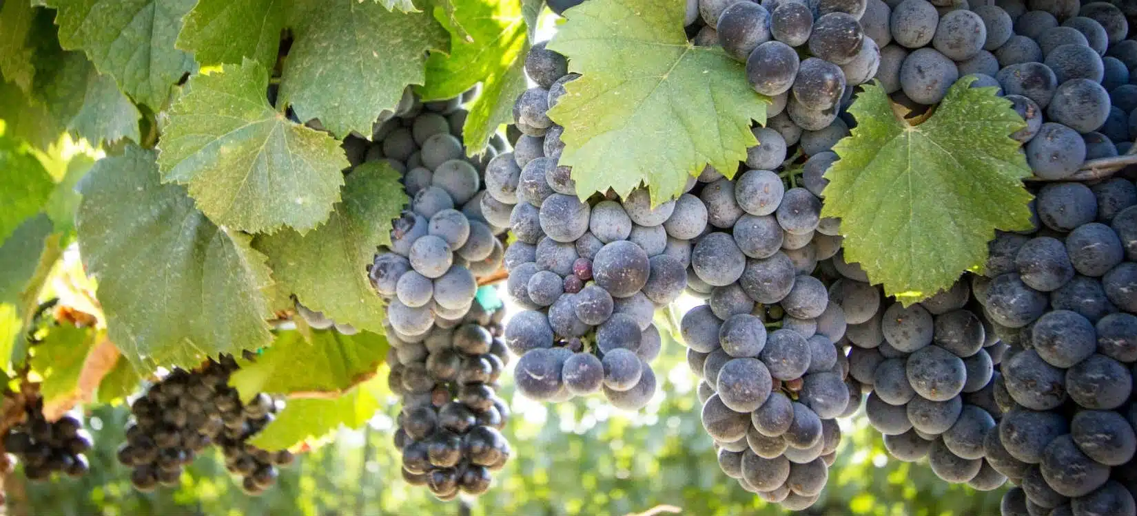 Hawkes Bay grapes