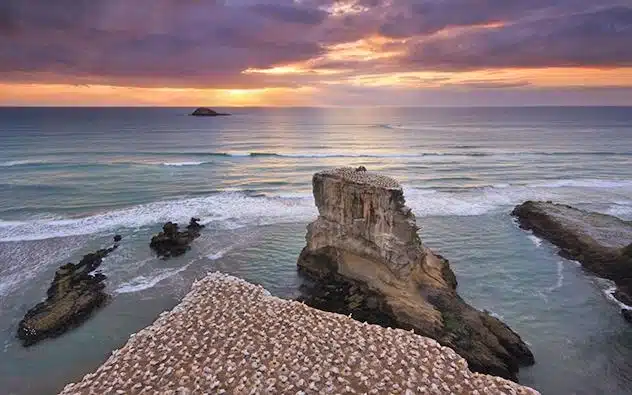 Muriwai Gannet Colony