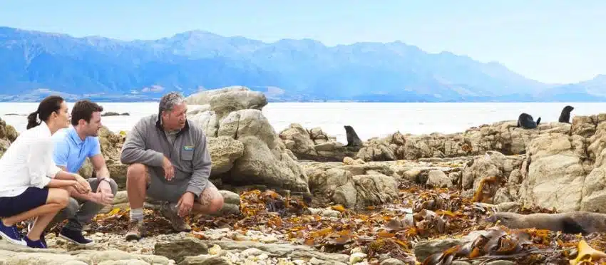 Viewing seals on the coast - Wildlife and Nature Tours NZ
