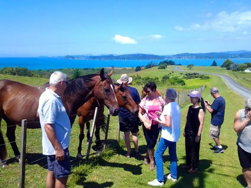 Small group meeting the horses - NZ Small Group Tours