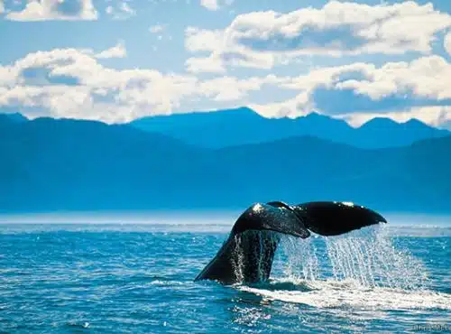 Whale Watching in Kaikoura