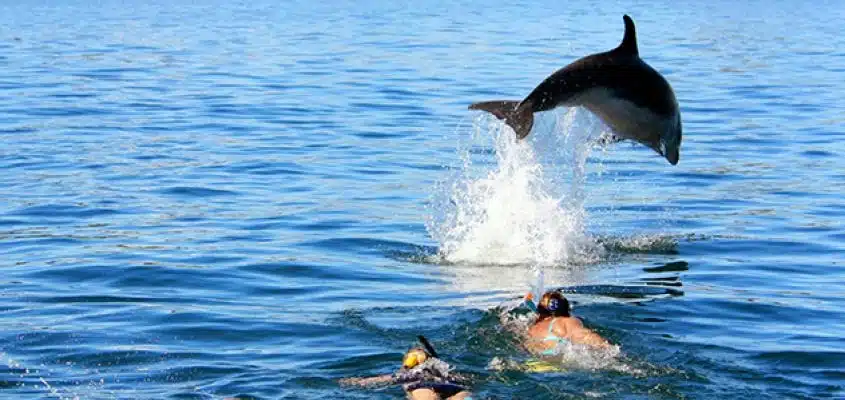 Dolphin leaping over swimmers, New Zealand