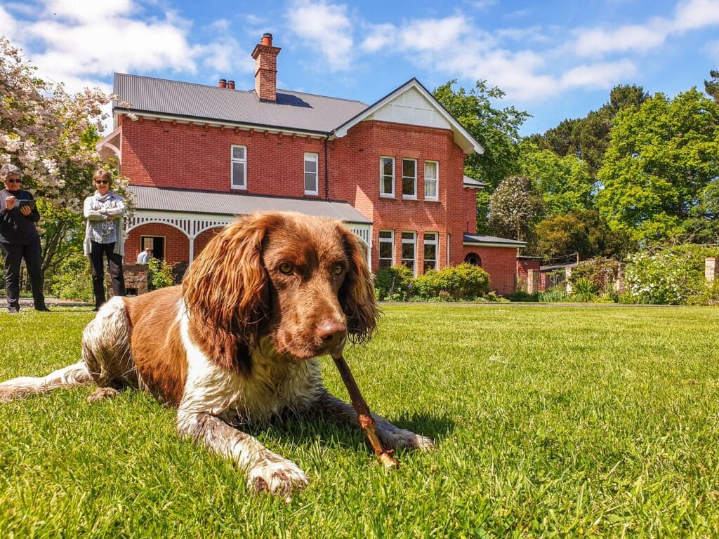 A springer spaniel on the lawn at historic Akaunui homestead in Canterbury, New Zealand
