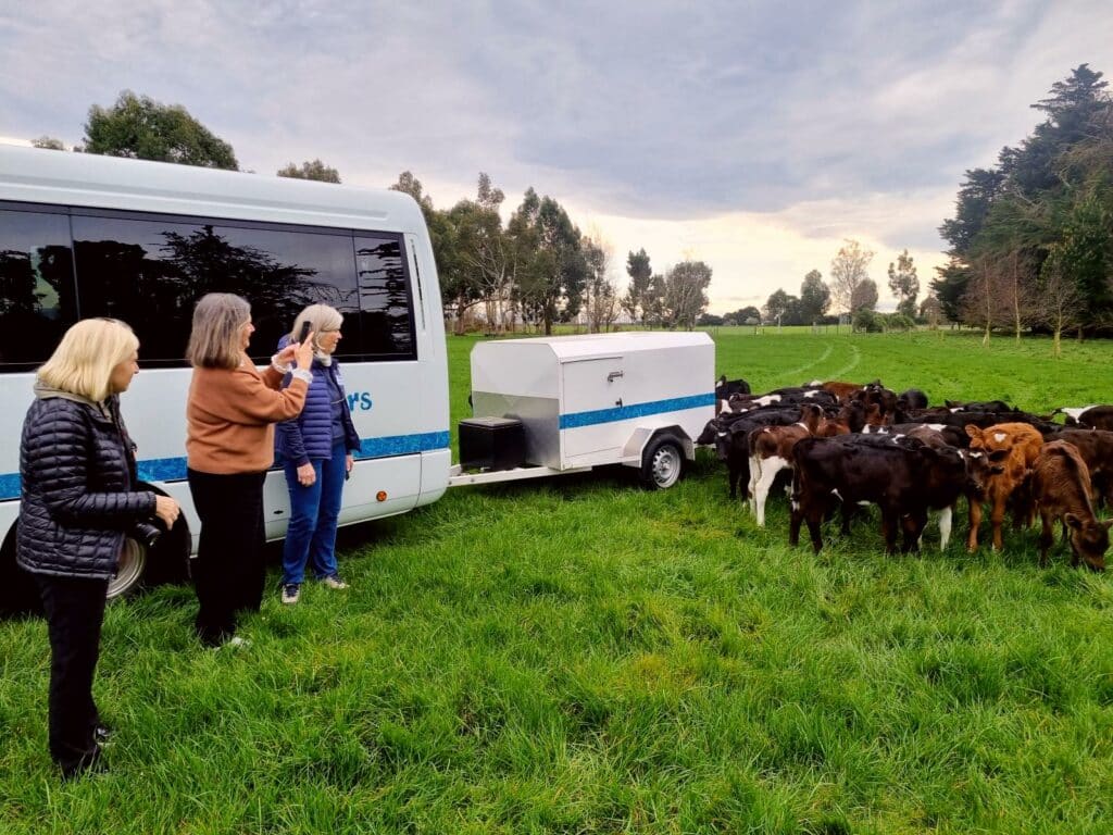 Visitors on a MoaTrek tour getting a close up view of calves at Akaunui Farm in Canterbury, New Zealand