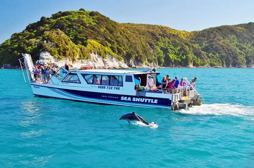 Dolphins jumping next to our boat - Abel Tasman National Park Tours