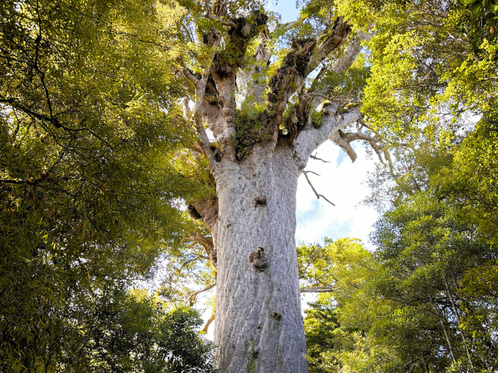 Tane Mahuta kauri tree, Northland