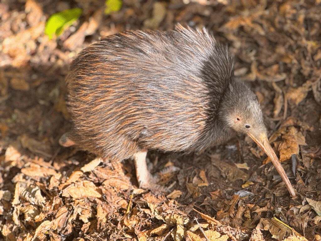 Sparky the Kiwi