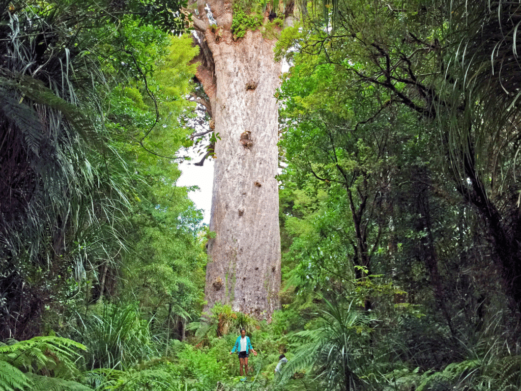 Tane Mahuta, Waipoua Forest