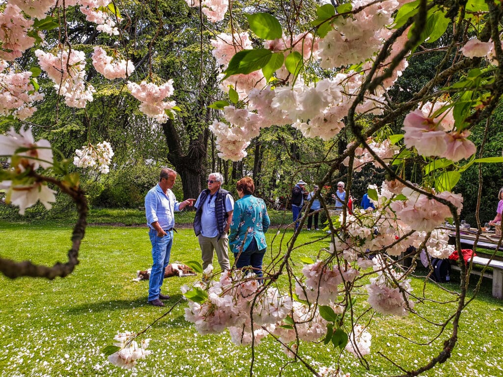 Visitors at Akaunui Homestead in the gardens amongst the chery blossoms