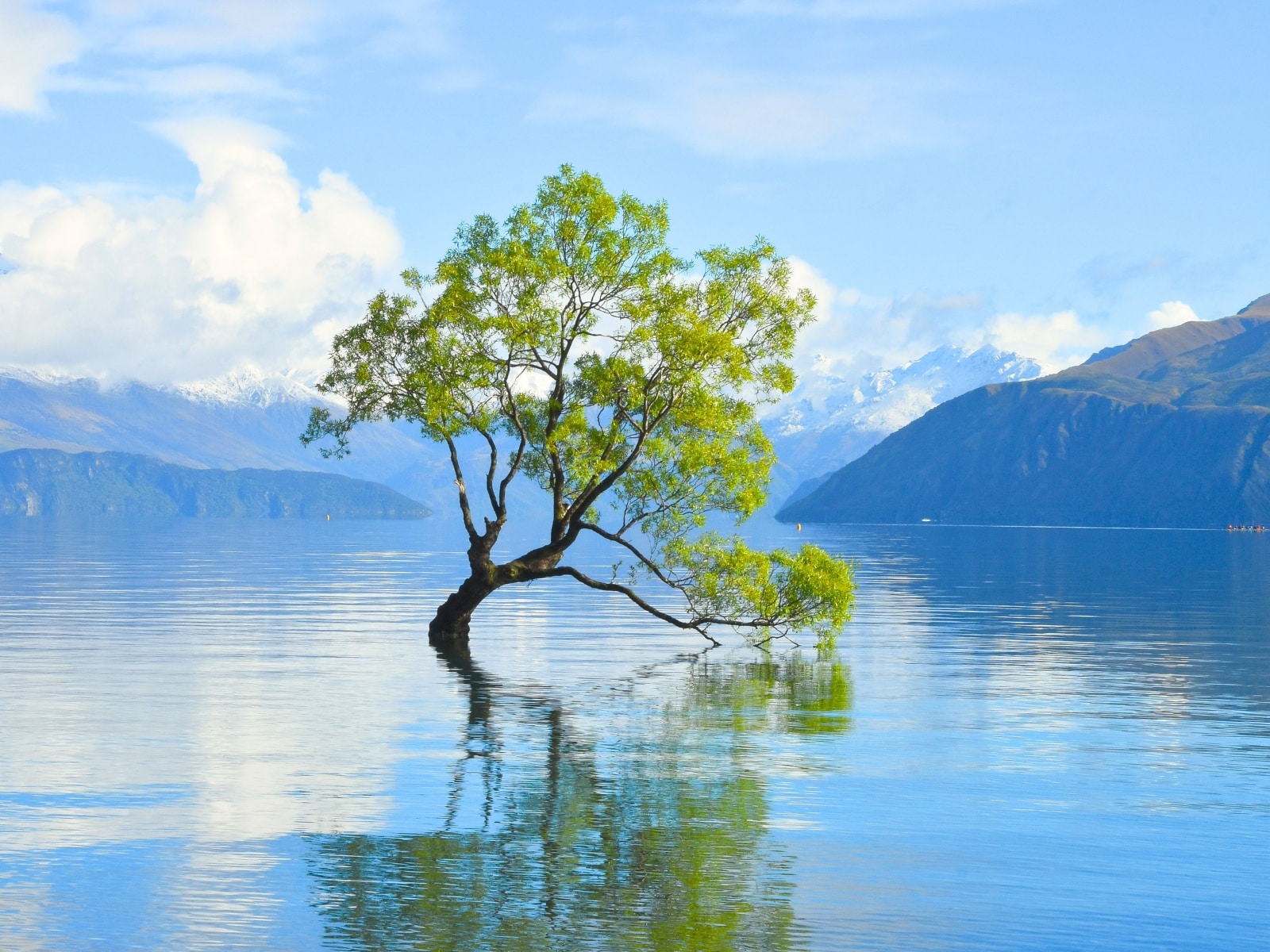 Lake Wanaka's famous tree